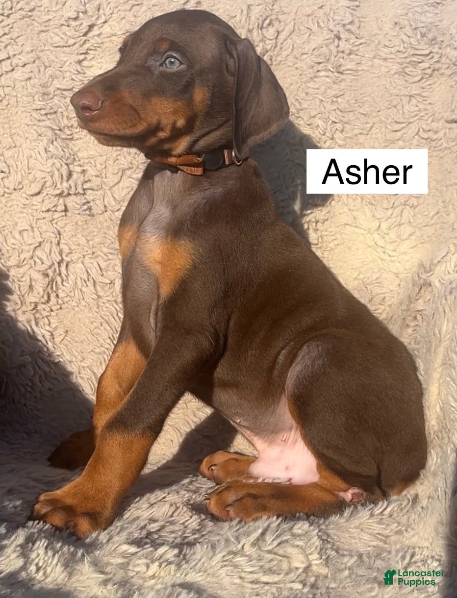 Doberman Pinscher dogs Asher - Ad 2