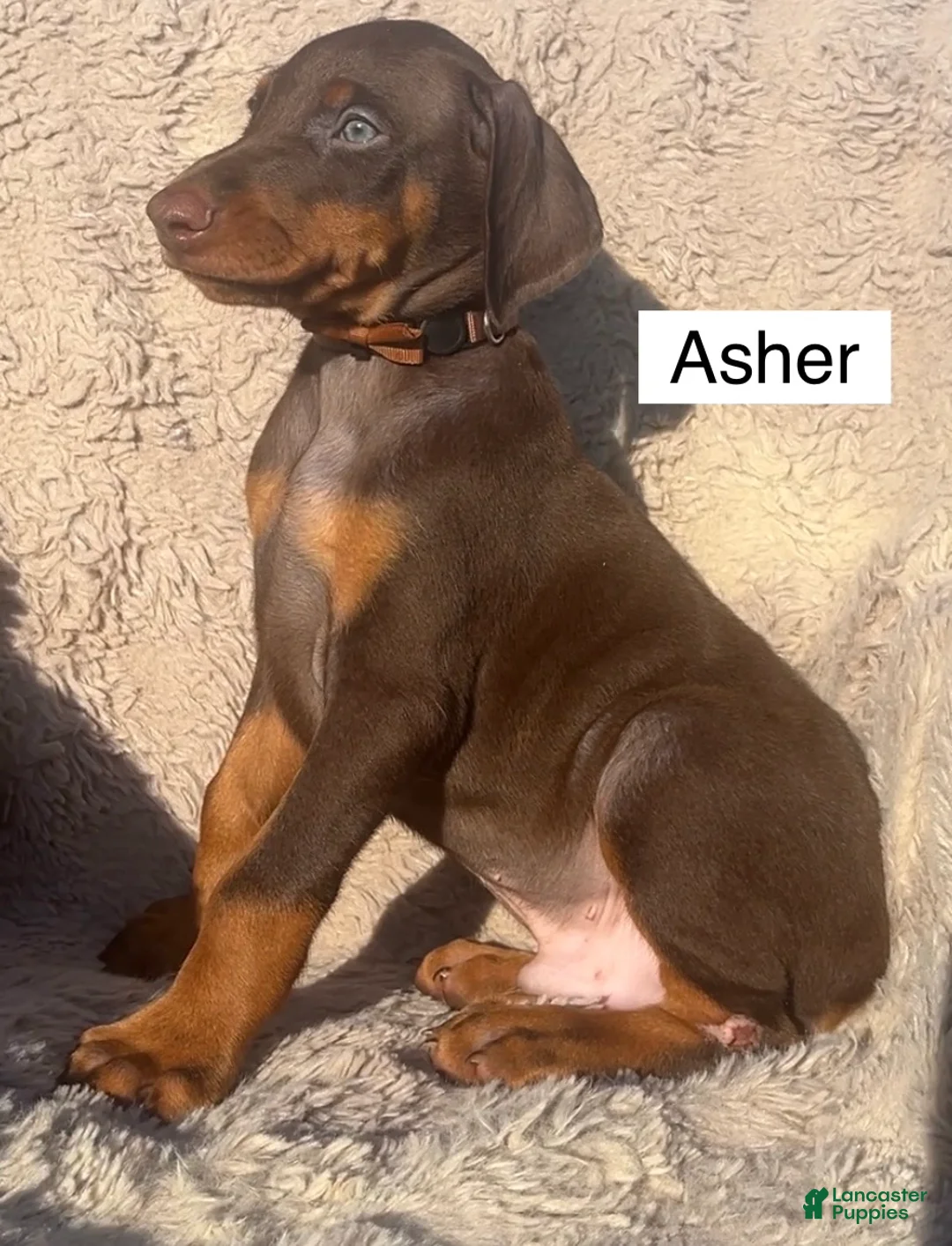 Doberman Pinscher dogs for sale: Asher - Ad 2