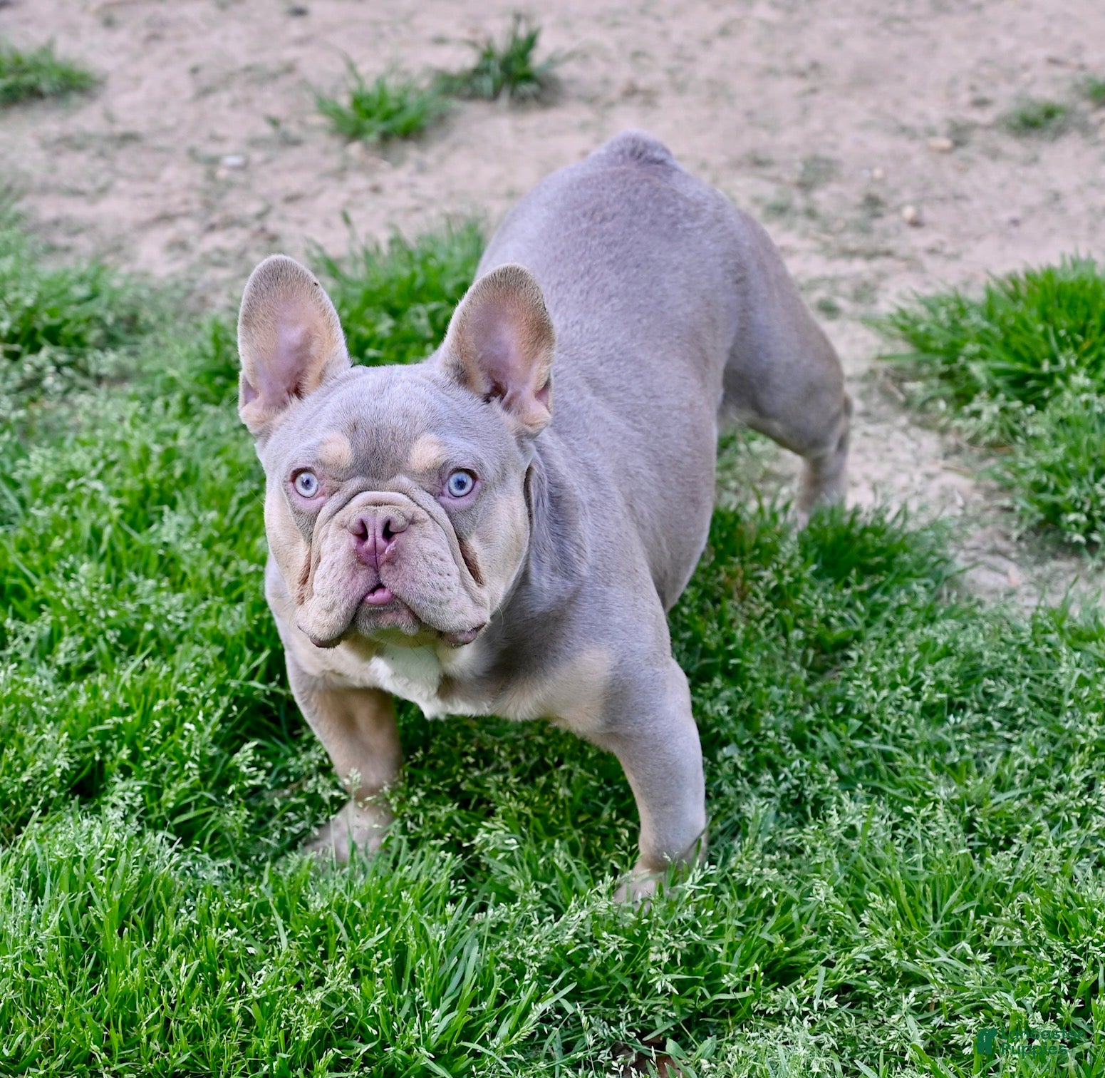 French Bulldog dogs Pluto  - Ad 2
