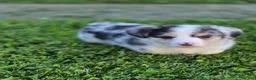 Welsh Corgi Pembroke dogs for sale: Pebbles - Ad 1