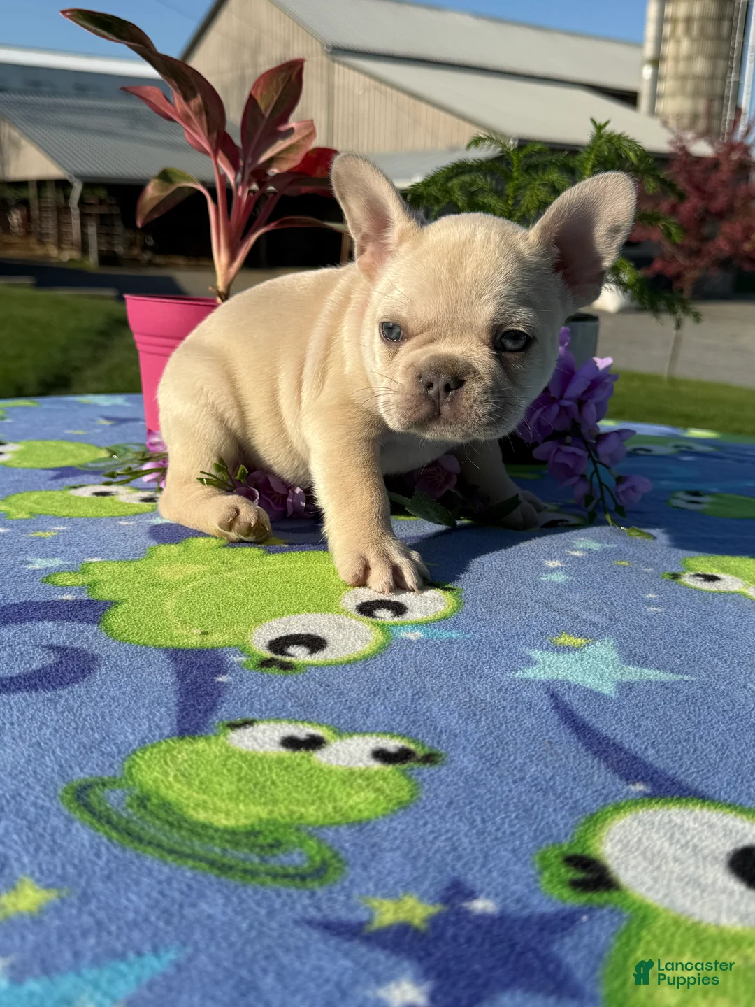 French Bulldog dogs for sale: Finn - Ad 1