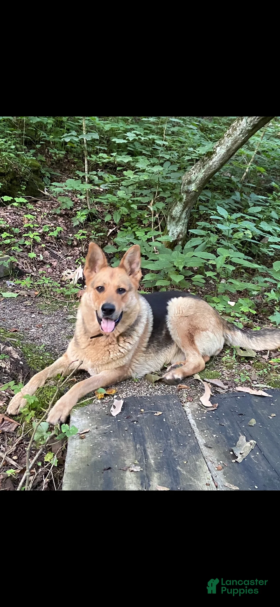 Mixed Breed dogs for sale: Rocky  - Ad 6