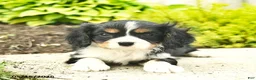 Cavalier King Charles Spaniel dogs for sale: Honey   - Ad 5