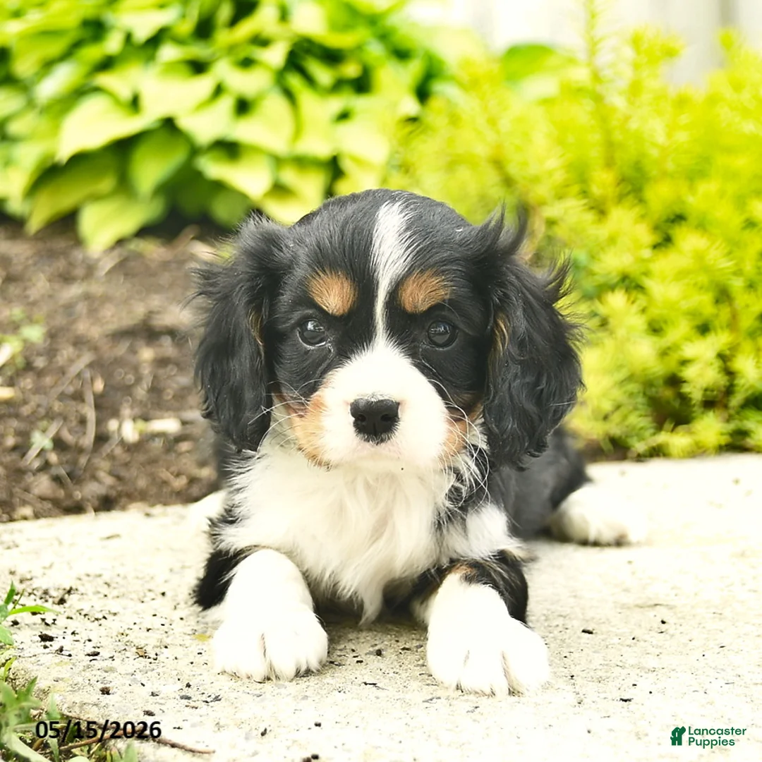 Cavalier King Charles Spaniel dogs for sale: Honey   - Ad 5