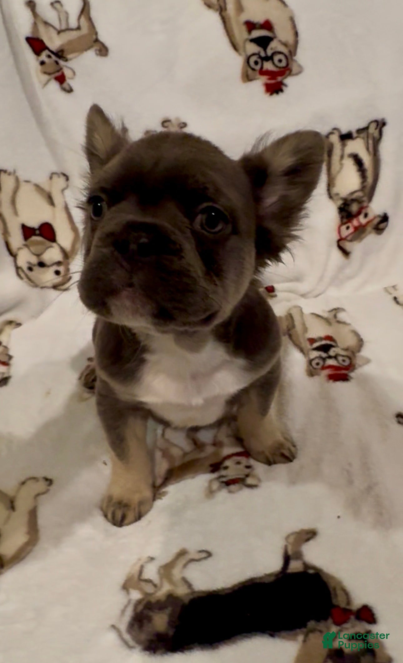 French Bulldog dogs French Bulldog Puppy 2 - Ad 37