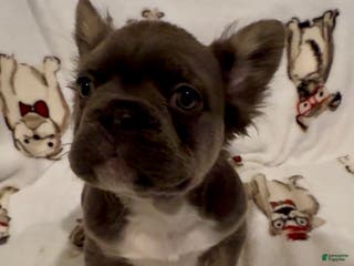 French Bulldog dogs French Bulldog Puppy 2 - Ad 35
