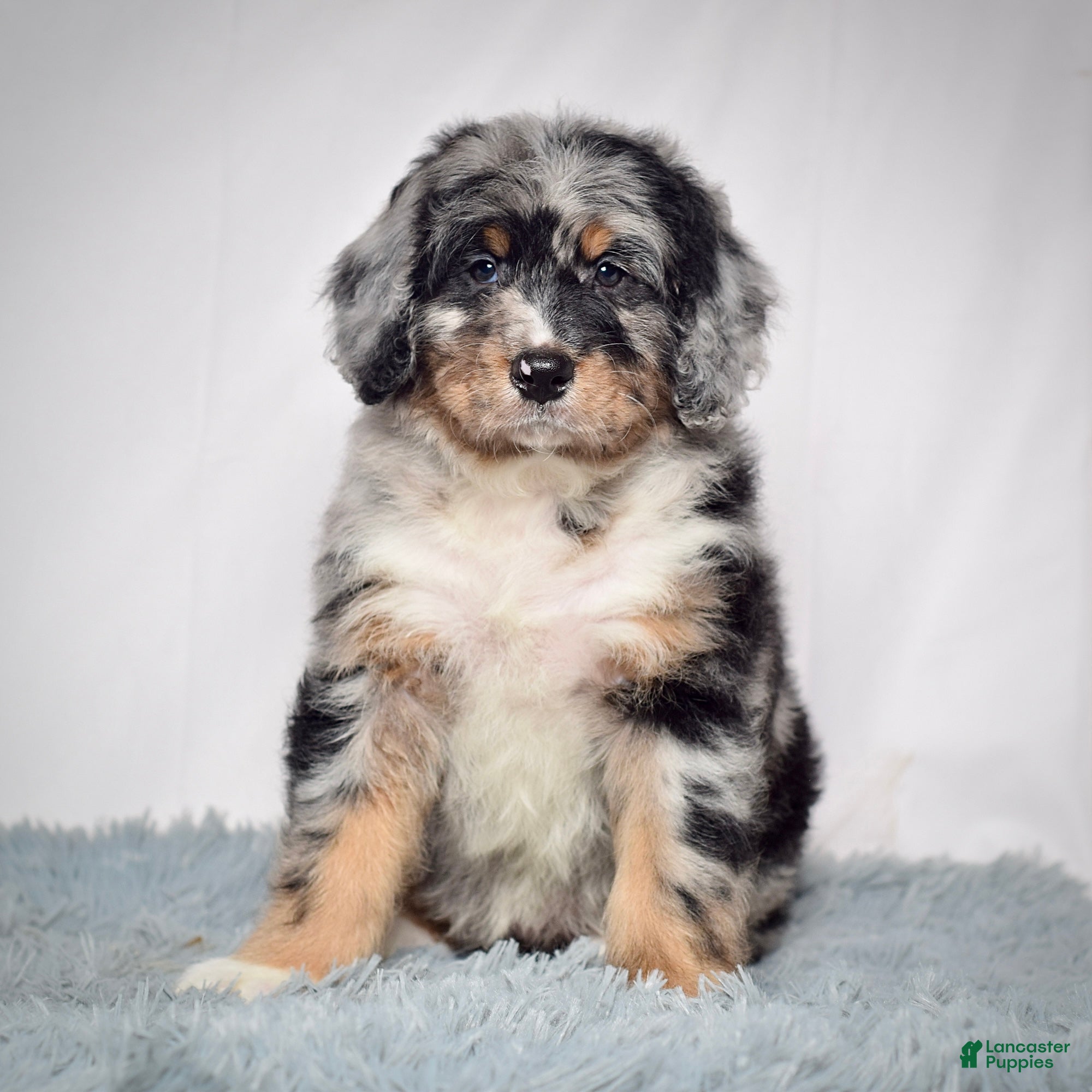 Bernedoodle dogs Ms. Tinkerbell - Ad 3