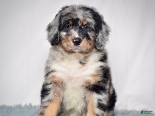 Bernedoodle dogs Ms. Tinkerbell - Ad 5