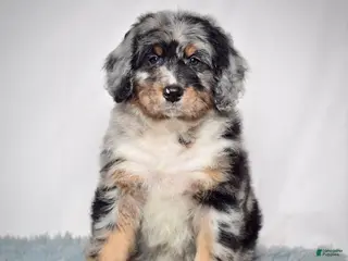 Bernedoodle dogs Ms. Tinkerbell - Ad 10