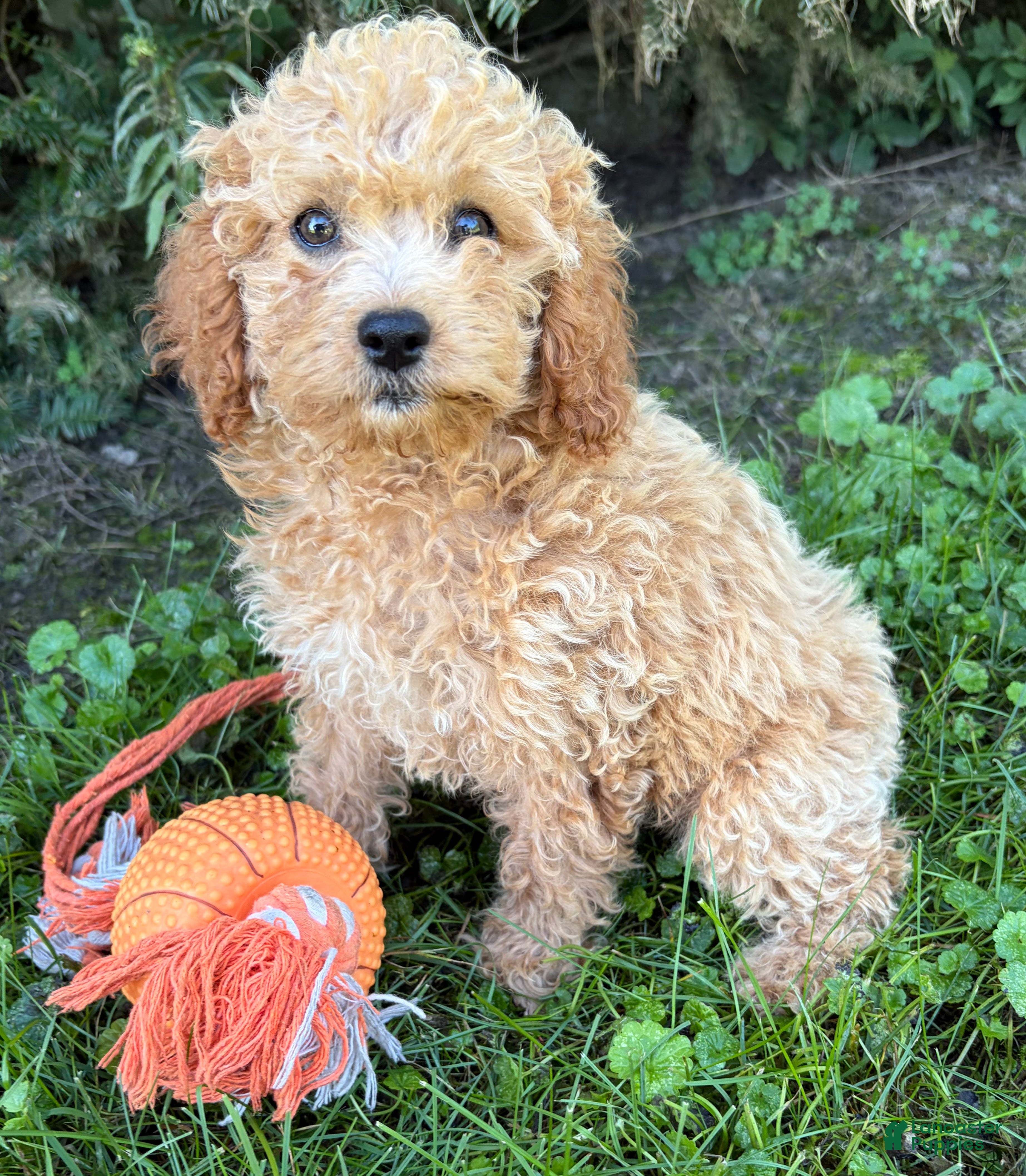 Cockapoo dogs Jane - Ad 1