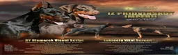 Doberman Pinscher dogs for sale: Thanos  - Ad 8