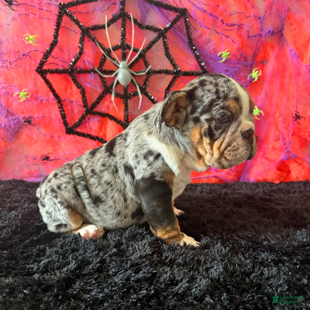 English Bulldog dogs for sale: Paula - Ad 5