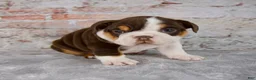 Beabull dogs for sale: Gracie - Ad 3