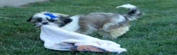 Shih Tzu dogs for sale: MILO - Ad 8