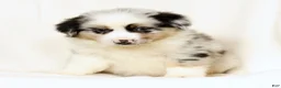 Miniature Australian Shepherd dogs for sale: Laine - Ad 8