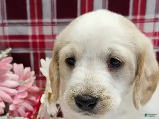 Mixed Breed dogs King - Ad 42