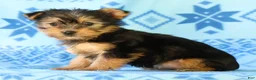 Yorkshire Terrier dogs for sale: Darcy - Ad 5