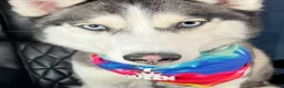 Siberian Husky dogs for sale: Princess Nyla - Ad 12