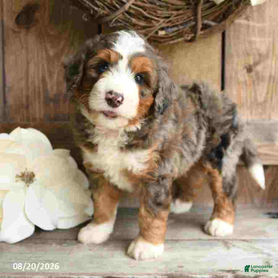 Mini Bernedoodle dogs Sarge - Ad 1