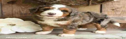 Mini Bernedoodle dogs for sale: Sarge - Ad 1