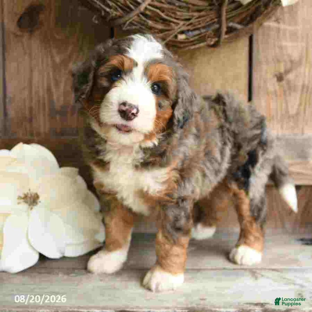 Mini Bernedoodle dogs for sale: Sarge - Ad 1