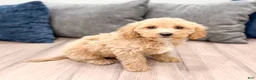 Miniature Labradoodle dogs for sale: Kendra - Ad 3