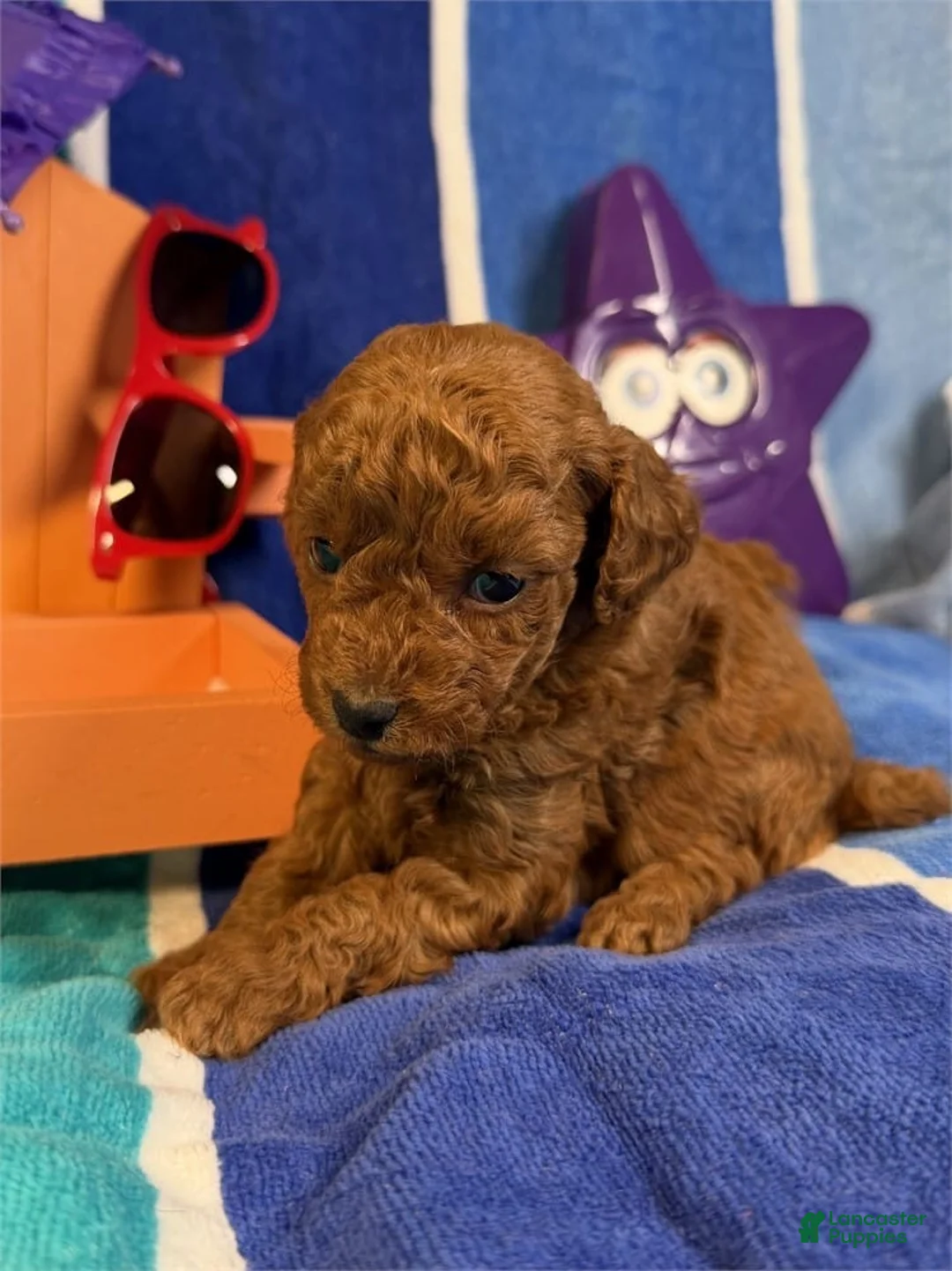 Toy Poodle dogs for sale: Lily - Ad 1