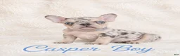 French Bulldog dogs for sale: Casper Boy - Ad 8