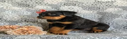 Rottweiler dogs for sale: Darbie - Ad 4