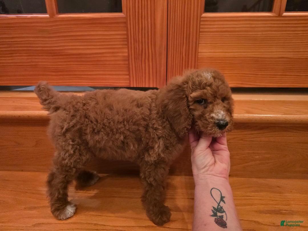 Standard Poodle dogs for sale: Lily - Ad 3
