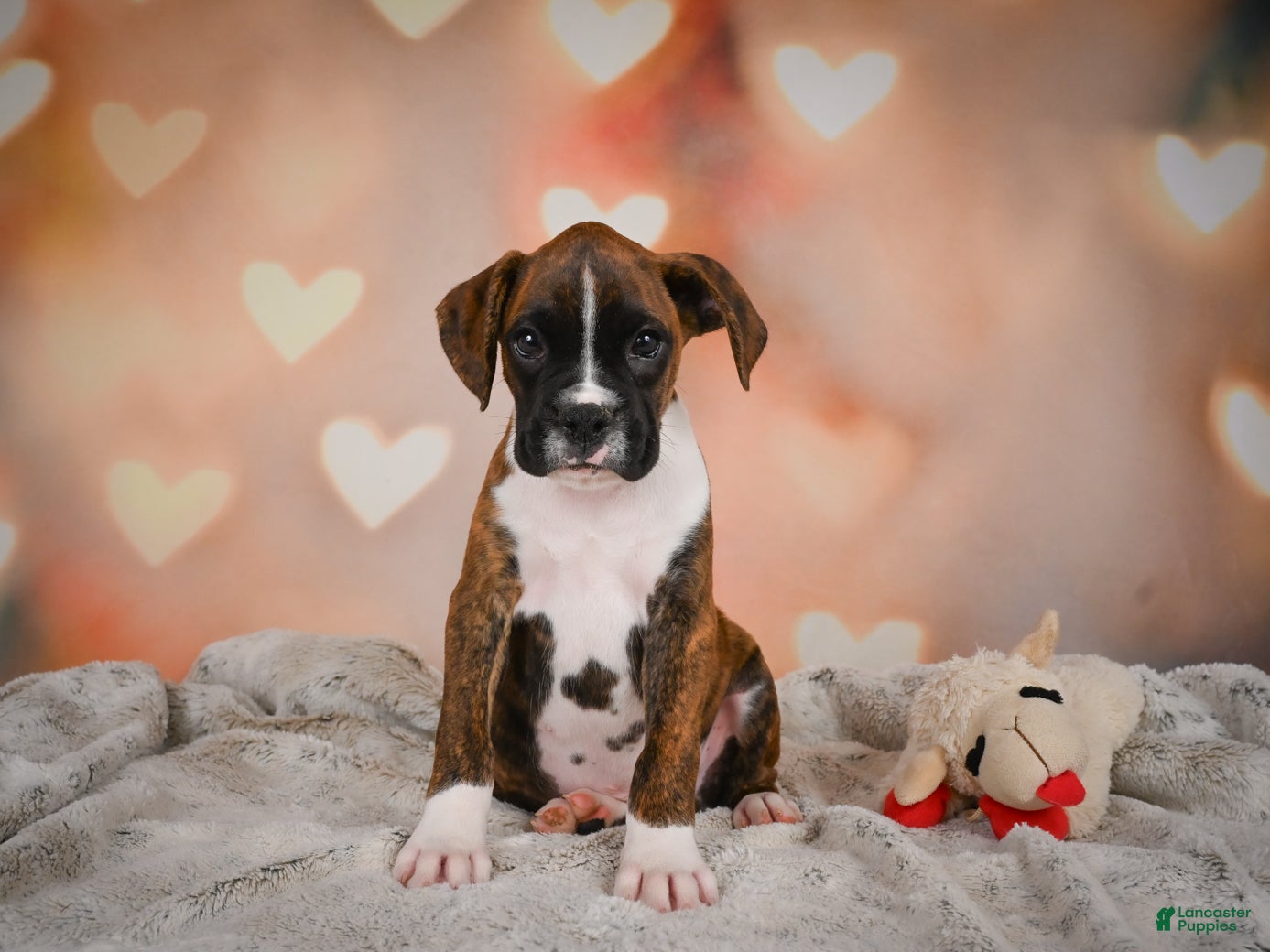 Boxer dogs Alex - Ad 2