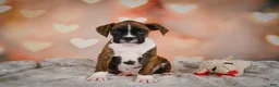 Boxer dogs for sale: Alex - Ad 2