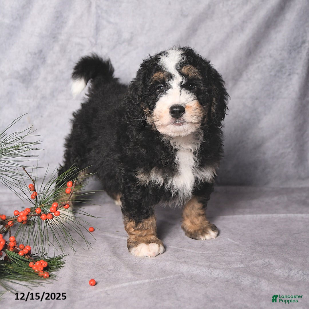 Bernedoodle dogs for sale: Christmas - Ad 4