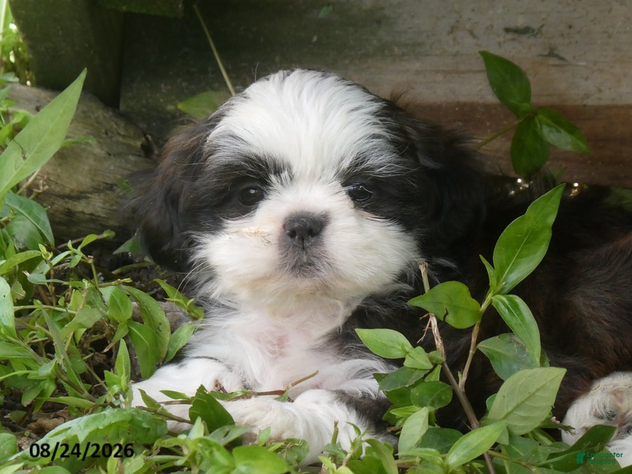 Shih Tzu dogs Ava - Ad 2