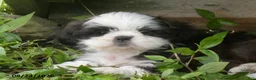 Shih Tzu dogs for sale: Ava - Ad 2