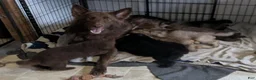 German Shepherd dogs for sale: Ratite  - Ad 4