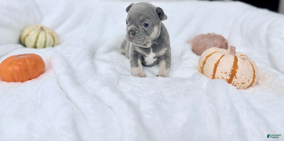 French Bulldog dogs for sale: Lilah - Ad 2