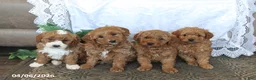 Mini Aussiedoodle dogs for sale: Teddy - Ad 3