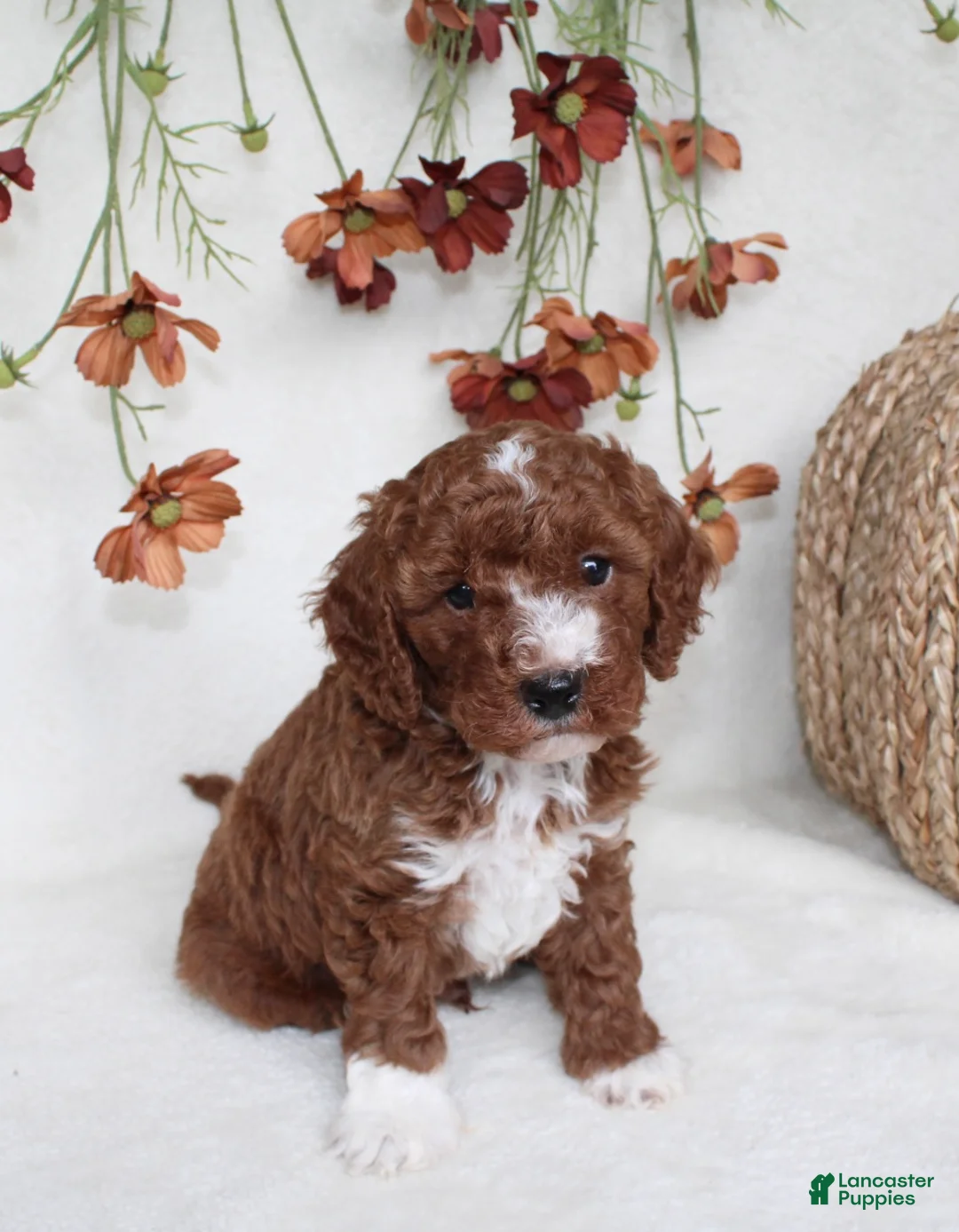 Cavapoo dogs for sale: Tucker - Ad 1