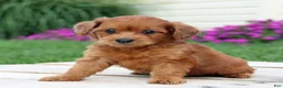 Yorkiepoo dogs for sale: Rustin - Ad 4