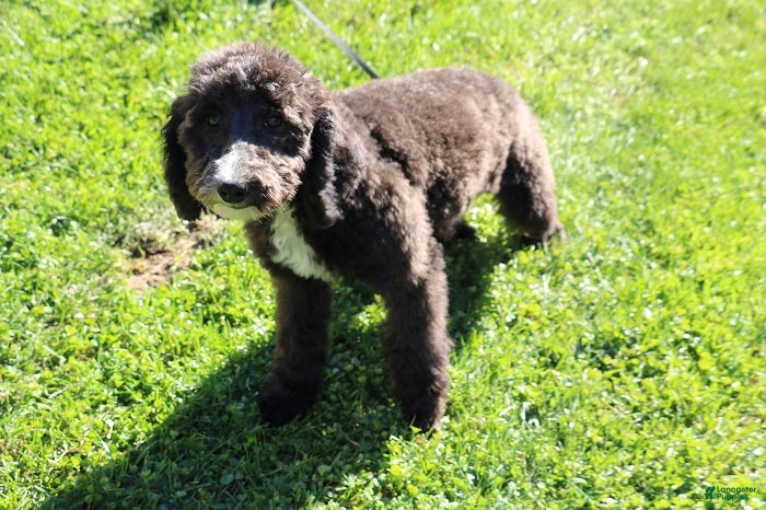 Mini Bernedoodle dogs for sale: Mini Bernedoodle 5 - Ad 2