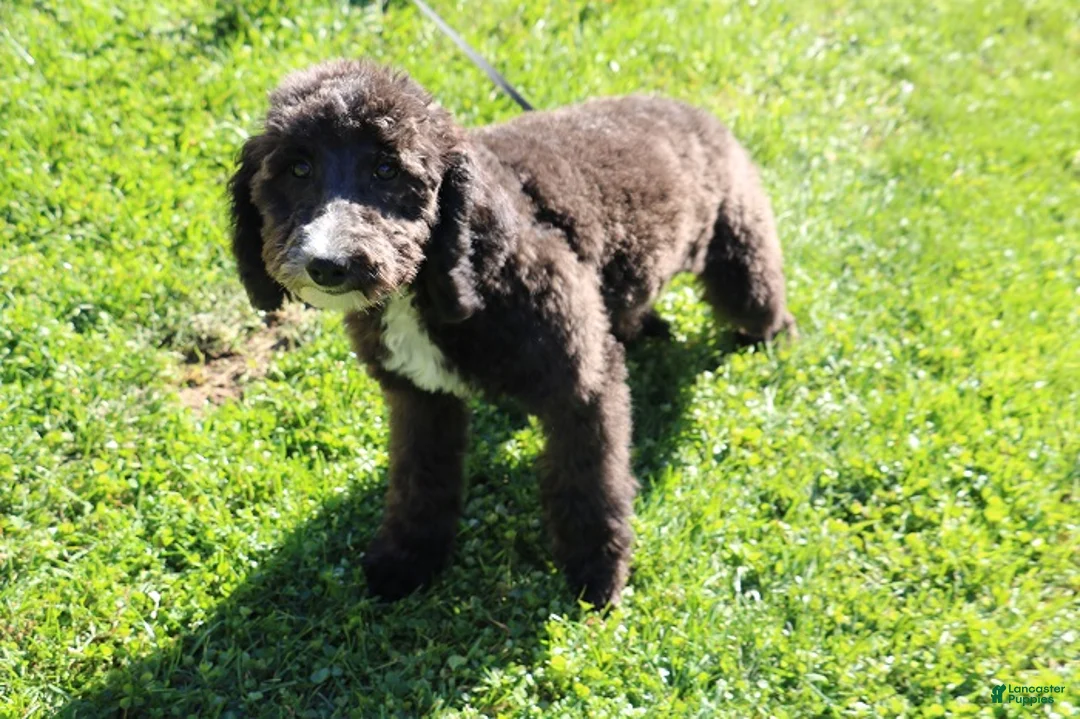 Mini Bernedoodle dogs for sale: Mini Bernedoodle 5 - Ad 2