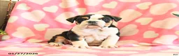 Olde English Bulldogge dogs for sale: Birdie - Ad 1