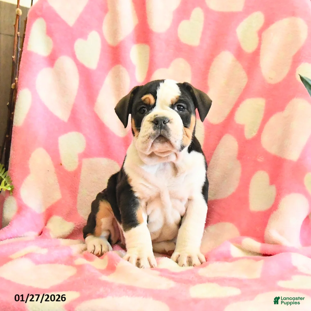 Olde English Bulldogge dogs for sale: Birdie - Ad 1