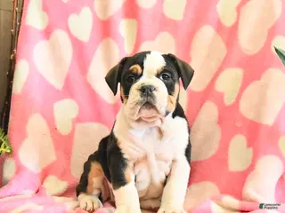 Olde English Bulldogge dogs Birdie - Ad 6