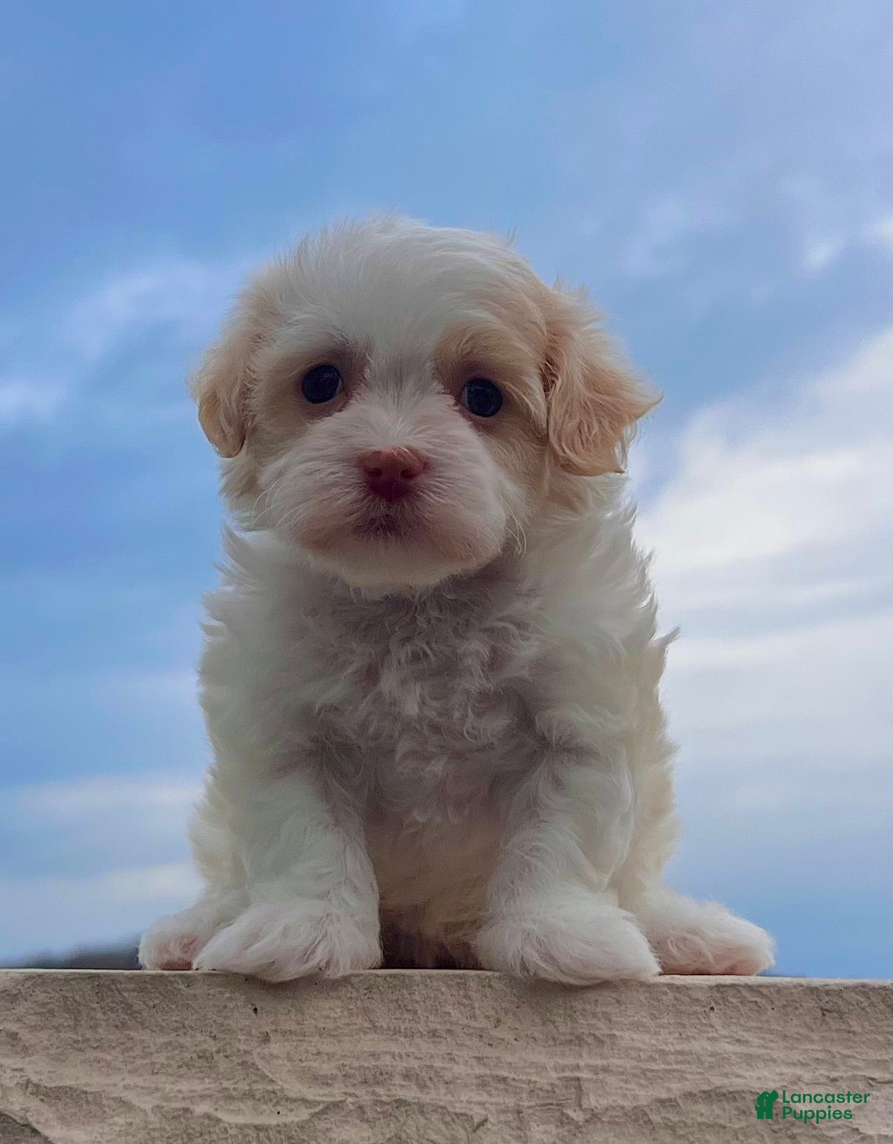 Havanese dogs Belle - Ad 2