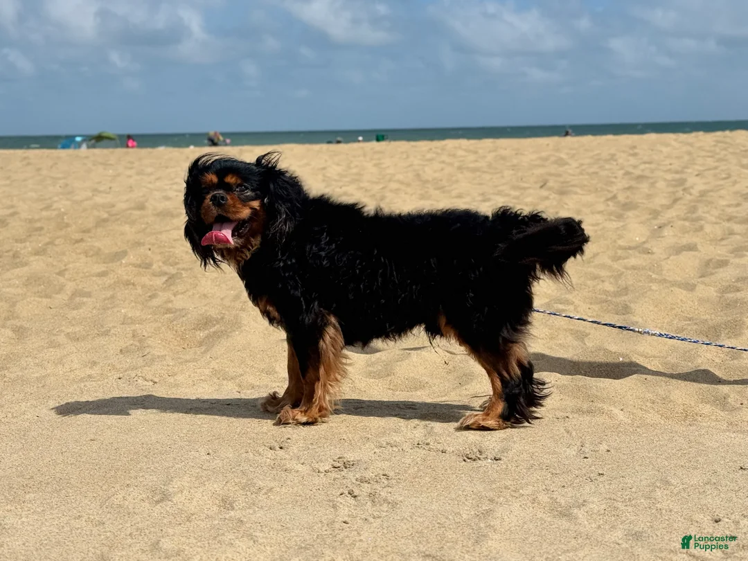 Cavalier King Charles Spaniel dogs for stud: Imported Cavaliers for stud only  - Ad 2