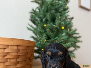 Cavapoo dogs Joy - Ad 41