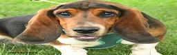 Basset Hound dogs for sale: Roy  - Ad 2
