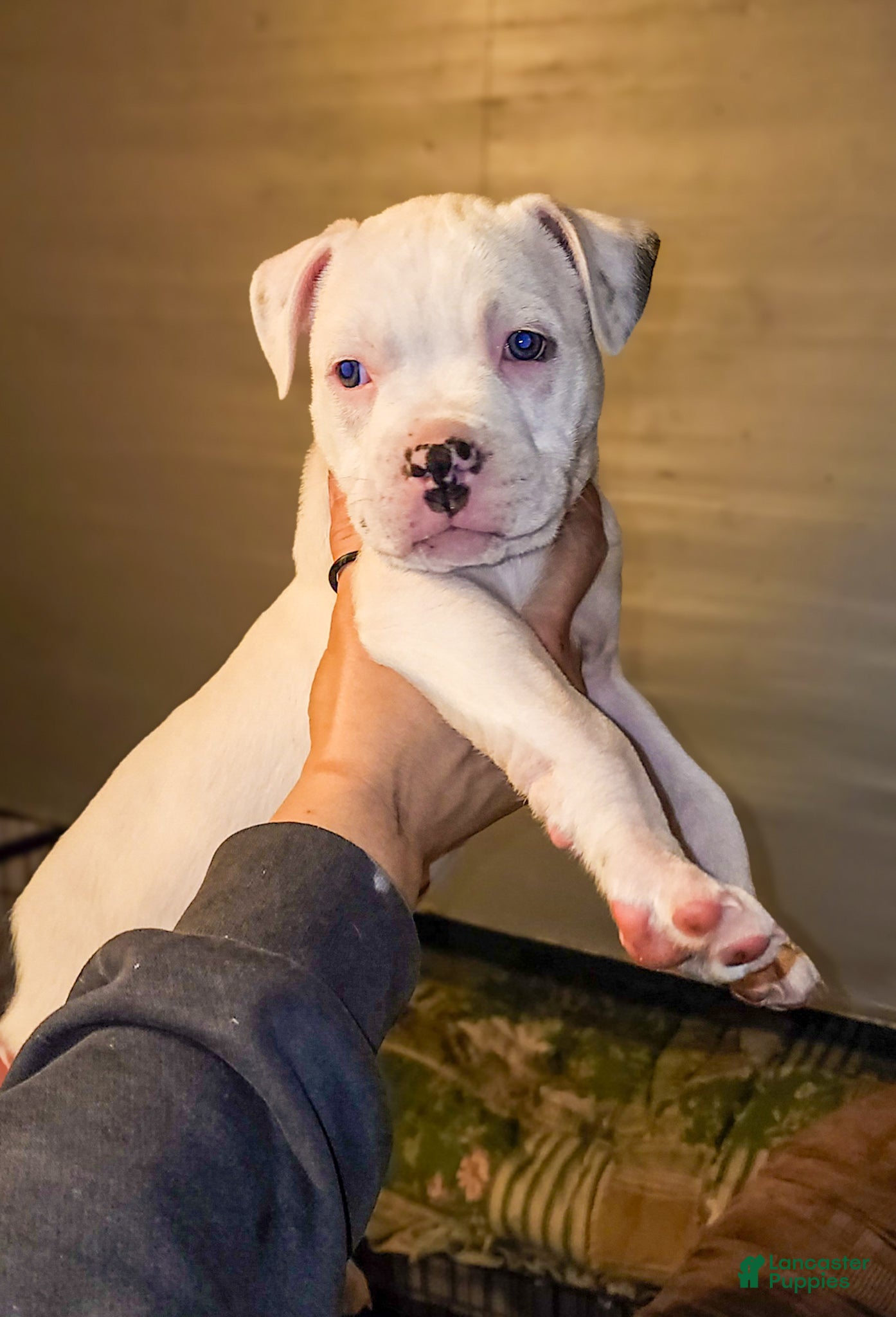 Mixed Breed dogs Ursula - Ad 9